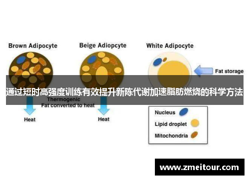 通过短时高强度训练有效提升新陈代谢加速脂肪燃烧的科学方法